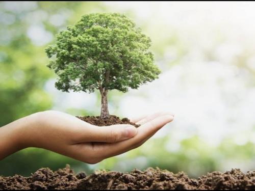 आओ मिलकर पेड़ लगाए 🌳🌳
